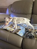 Fizzy, a female Rat Terrier for sale in Charlotte, NC – 10 of 10