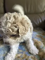 Luckily , a male Poodle - Miniature  for sale in Charlotte, NC – 8 of 8
