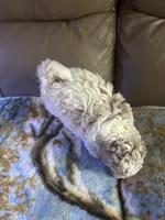 Luckily , a male Poodle - Miniature  for sale in Charlotte, NC – 3 of 8