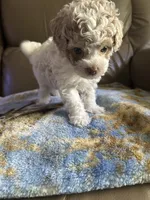 Luckily , a male Poodle - Miniature  for sale in Charlotte, NC – 6 of 8