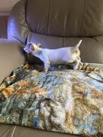 Micey, a female Rat Terrier for sale in Charlotte, NC – 5 of 8