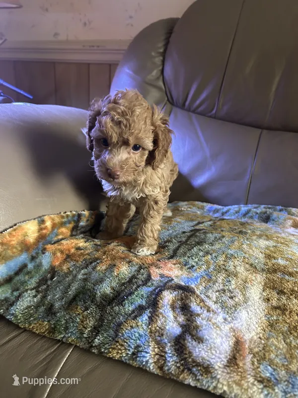 Boyd – Poodle - Miniature  puppy for sale in Charlotte, NC