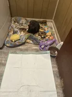 Cece, a female French Bulldog and Miniature Dachshund for sale in Charlotte, NC – 2 of 5