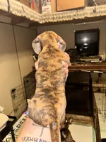 Becky, a female Miniature Dachshund for sale in Locust, NC – 3 of 5