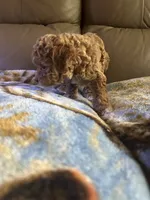 Buffie, a female Poodle - Miniature  for sale in Charlotte, NC – 5 of 8