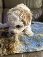 Angel, a female Poodle - Miniature  for sale in Charlotte, NC – 8 of 8