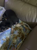 Roscoe , a male Rat Terrier for sale in Charlotte, NC – 7 of 8