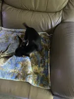 Sweetie , a female Rat Terrier for sale in Charlotte, NC – 3 of 7
