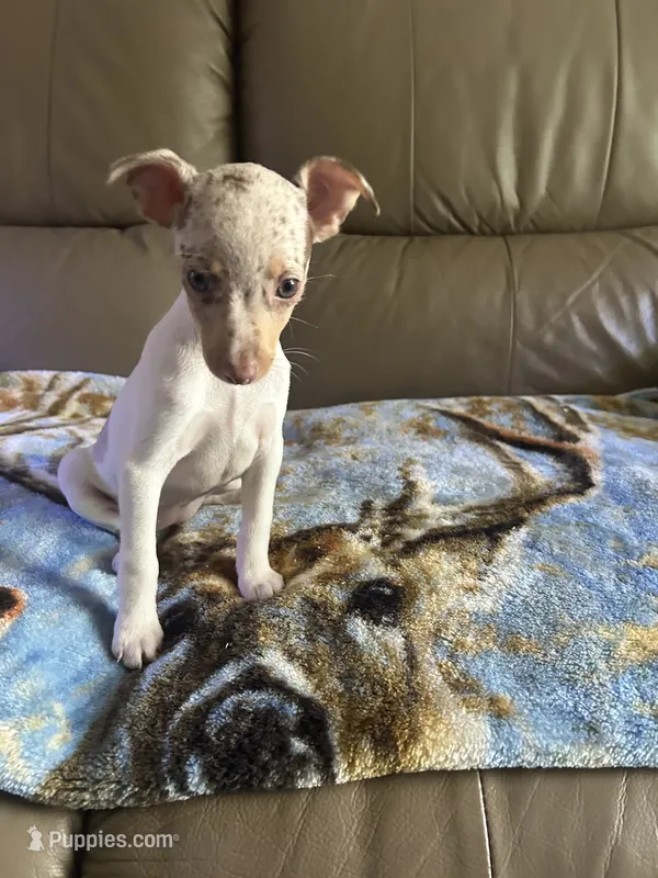 Fizzy – Rat Terrier puppy for sale in Charlotte, NC