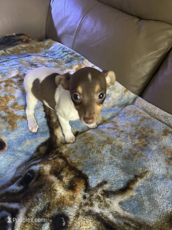 Lacey – Rat Terrier puppy for sale in Charlotte, NC