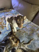 Lacey, a female Rat Terrier for sale in Charlotte, NC – 1 of 7