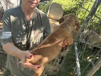 Wewe, a male French Bulldog and Miniature Dachshund for sale in Charlotte, NC – 4 of 4