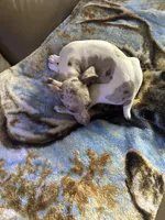 Fizzy, a female Rat Terrier for sale in Charlotte, NC – 8 of 10