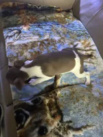 Tusco, a male Rat Terrier for sale in Charlotte, NC – 3 of 7