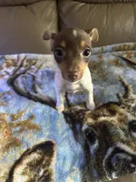 Lacey, a female Rat Terrier for sale in Charlotte, NC – 6 of 7