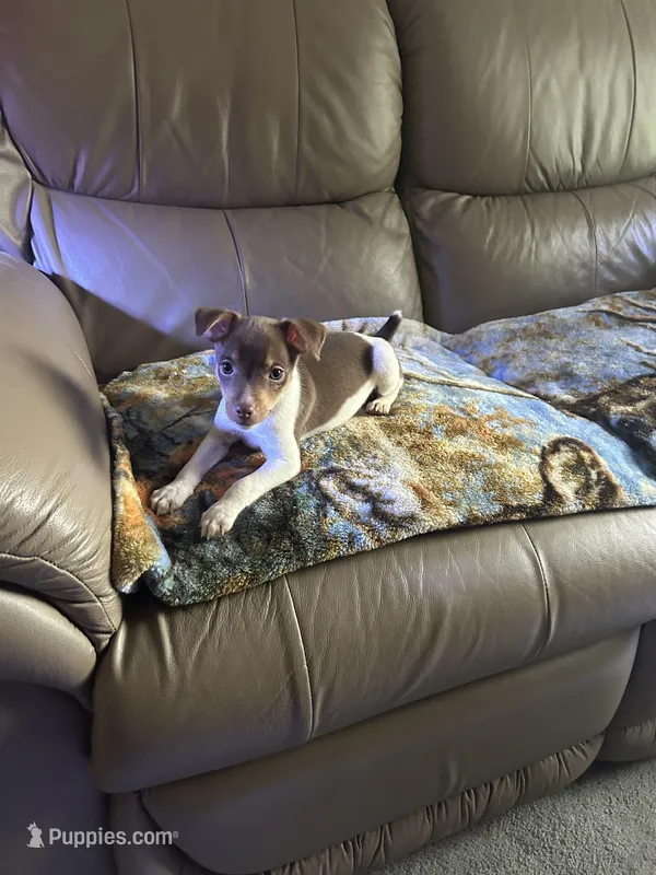 Tusco – Rat Terrier puppy for sale in Charlotte, NC