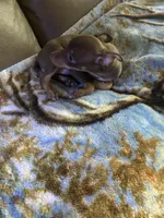 Cocos, a male Rat Terrier for sale in Charlotte, NC – 5 of 9