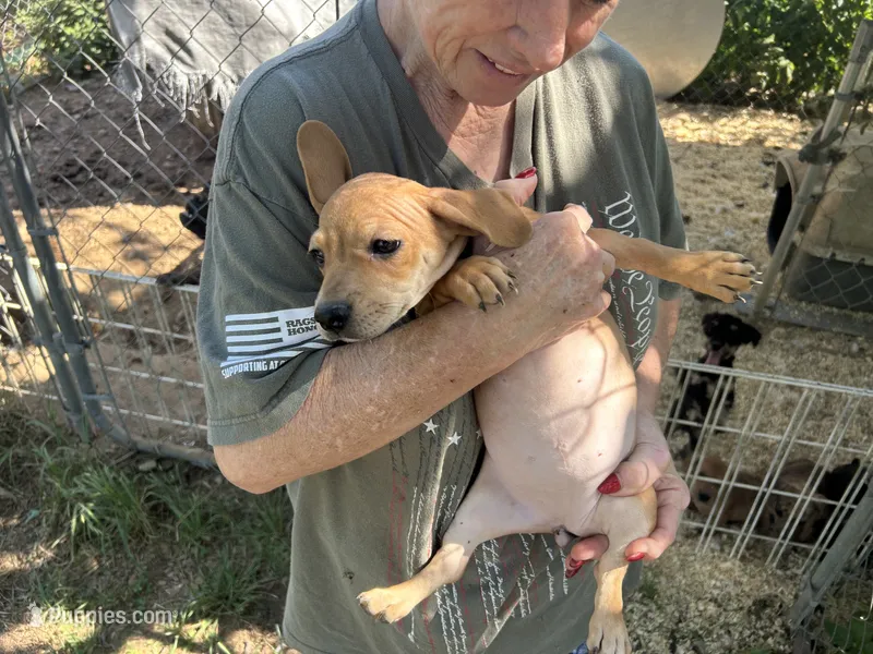 Bebe – French Bulldog, Miniature Dachshund puppy for sale in Charlotte, NC