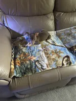Cocos, a male Rat Terrier for sale in Charlotte, NC – 6 of 9