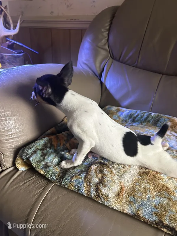 Pookie  – Rat Terrier puppy for sale in Charlotte, NC