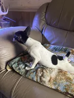 Pookie , a female Rat Terrier for sale in Charlotte, NC – 1 of 7