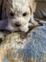 Angel, a female Poodle - Miniature  for sale in Charlotte, NC – 4 of 8