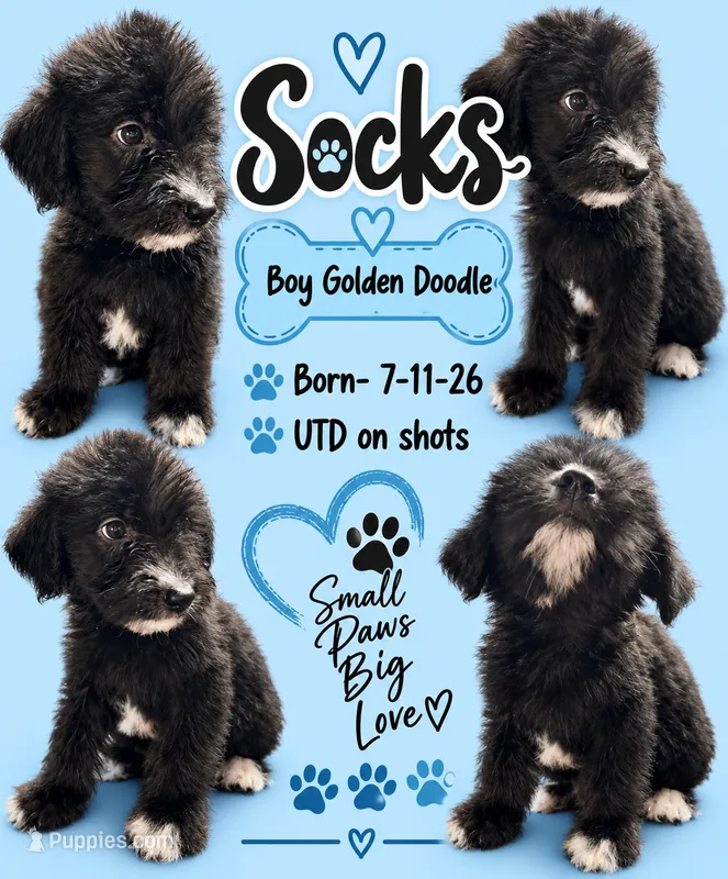 Socks – Goldendoodle puppy for sale in Locust, NC