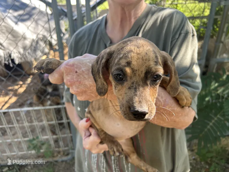 Maybe  – French Bulldog, Miniature Dachshund puppy for sale in Charlotte, NC