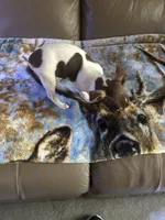 Lacey, a female Rat Terrier for sale in Charlotte, NC – 2 of 7