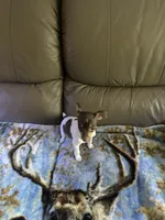 Lacey, a female Rat Terrier for sale in Charlotte, NC – 5 of 7