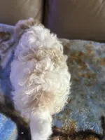 Angel, a female Poodle - Miniature  for sale in Charlotte, NC – 2 of 8