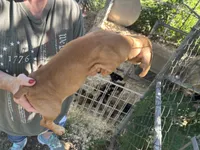 Bebe, a female French Bulldog and Miniature Dachshund for sale in Charlotte, NC – 3 of 3