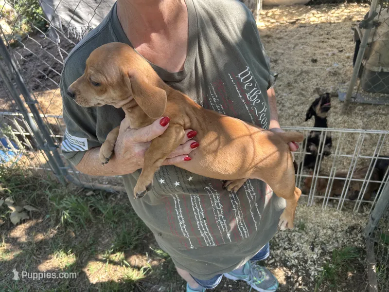 Wewe – French Bulldog, Miniature Dachshund puppy for sale in Charlotte, NC