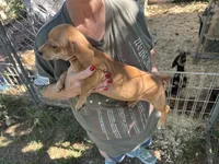 Wewe, a male French Bulldog and Miniature Dachshund for sale in Charlotte, NC – 1 of 4