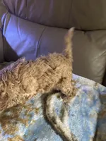 Boyd, a male Poodle - Miniature  for sale in Charlotte, NC – 2 of 7