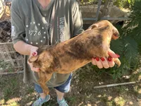 Coco, a male French Bulldog and Miniature Dachshund for sale in Charlotte, NC – 3 of 4