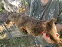 Coco, a male French Bulldog and Miniature Dachshund for sale in Charlotte, NC – 4 of 4