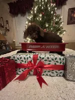 Brindle boy, a male Doxiepoo and Poodle - Toy  for sale in Charlotte, NC – Photo 3 of 7