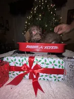 Brindle boy, a male Doxiepoo and Poodle - Toy  for sale in Charlotte, NC – Photo 1 of 7