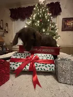 Brindle boy, a male Doxiepoo and Poodle - Toy  for sale in Charlotte, NC – Photo 7 of 7