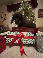 Brindle boy, a male Doxiepoo and Poodle - Toy  for sale in Charlotte, NC – Photo 6 of 7