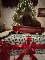 Brindle boy, a male Doxiepoo and Poodle - Toy  for sale in Charlotte, NC – Photo 4 of 7