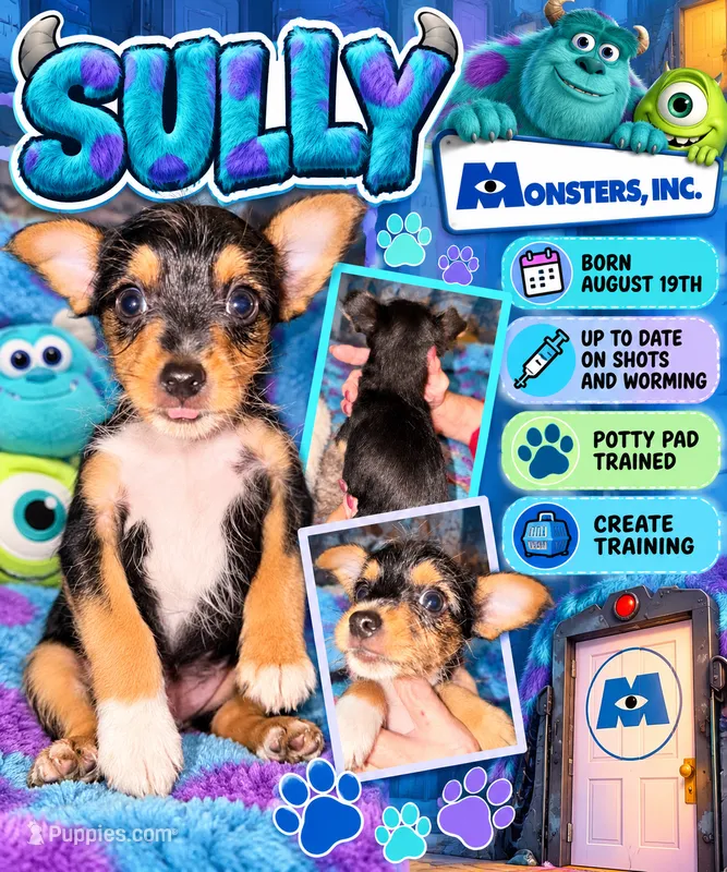 Sully – Rat Terrier, Yorkshire Terrier puppy for sale in Locust, NC