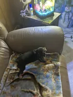 Sweetie , a female Rat Terrier for sale in Charlotte, NC – 2 of 7
