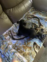 Roscoe , a male Rat Terrier for sale in Charlotte, NC – 6 of 8
