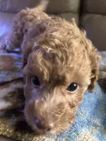 Boyd, a male Poodle - Miniature  for sale in Charlotte, NC – 3 of 7
