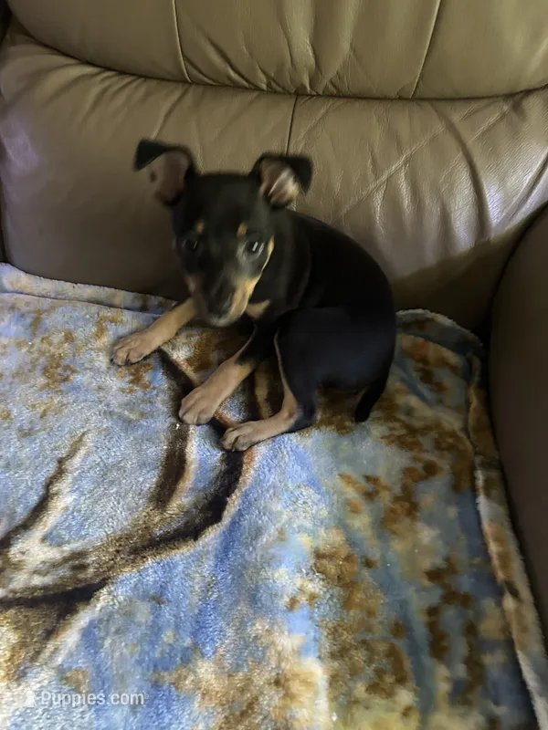 Roscoe  – Rat Terrier puppy for sale in Charlotte, NC