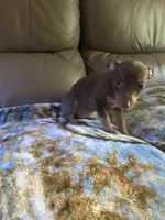 Cocos, a male Rat Terrier for sale in Charlotte, NC – 2 of 9
