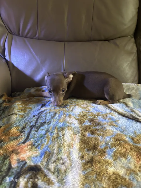 Cocos – Rat Terrier puppy for sale in Charlotte, NC