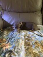 Cocos, a male Rat Terrier for sale in Charlotte, NC – 1 of 9